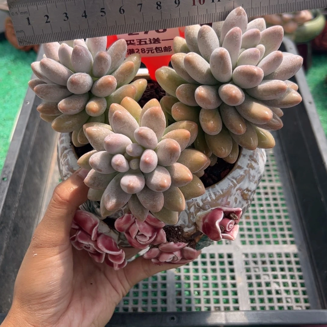 表妹精品多肉植物276.