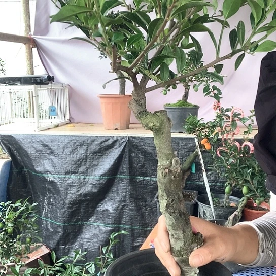 无花朵万年青葫芦。