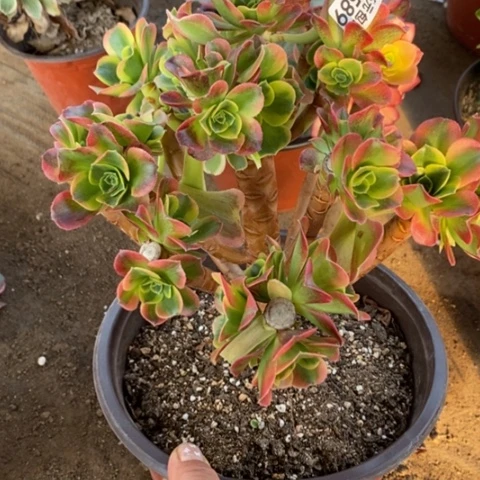 589特斯拉砍过母本满25包邮多肉