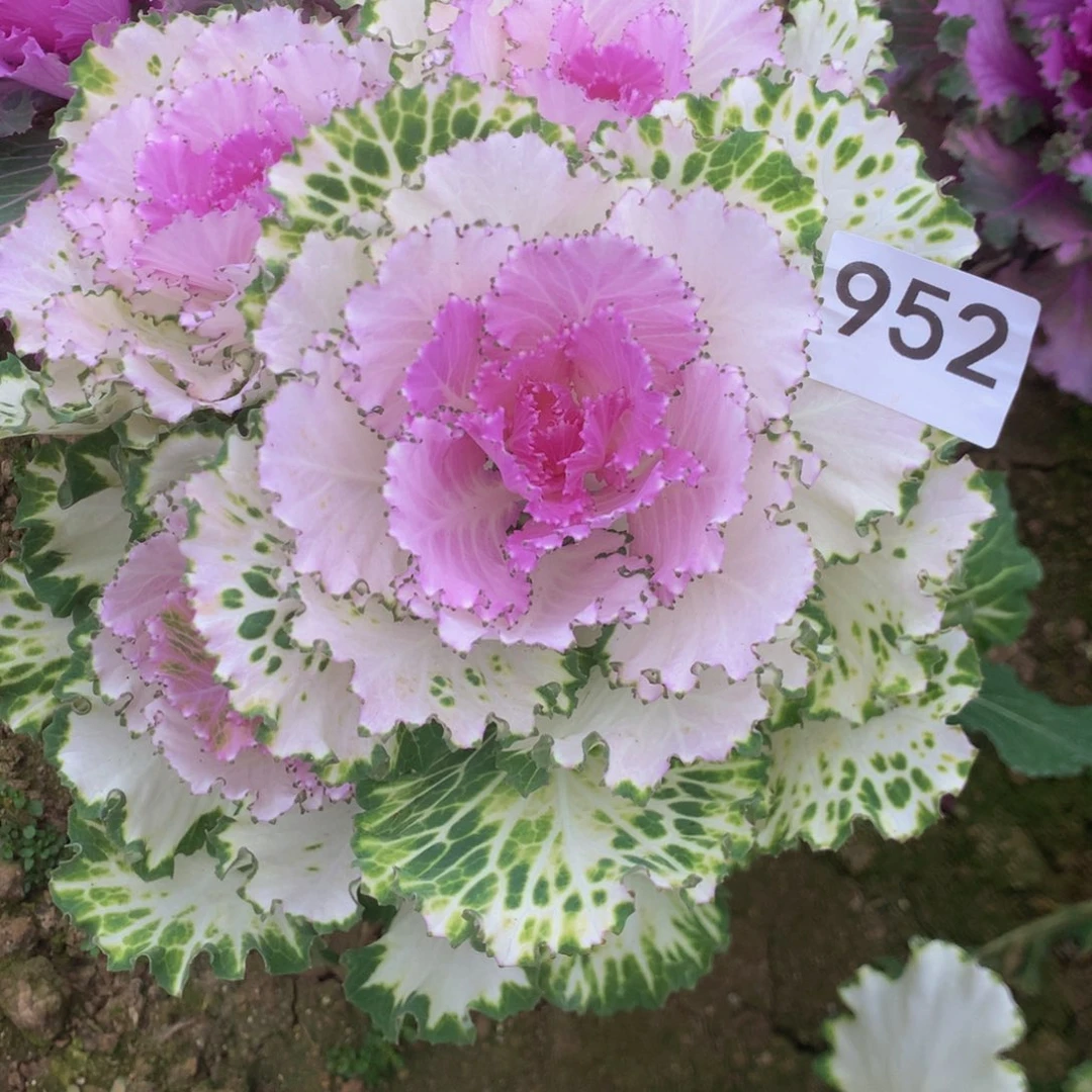 梅952甘蓝多肉植物