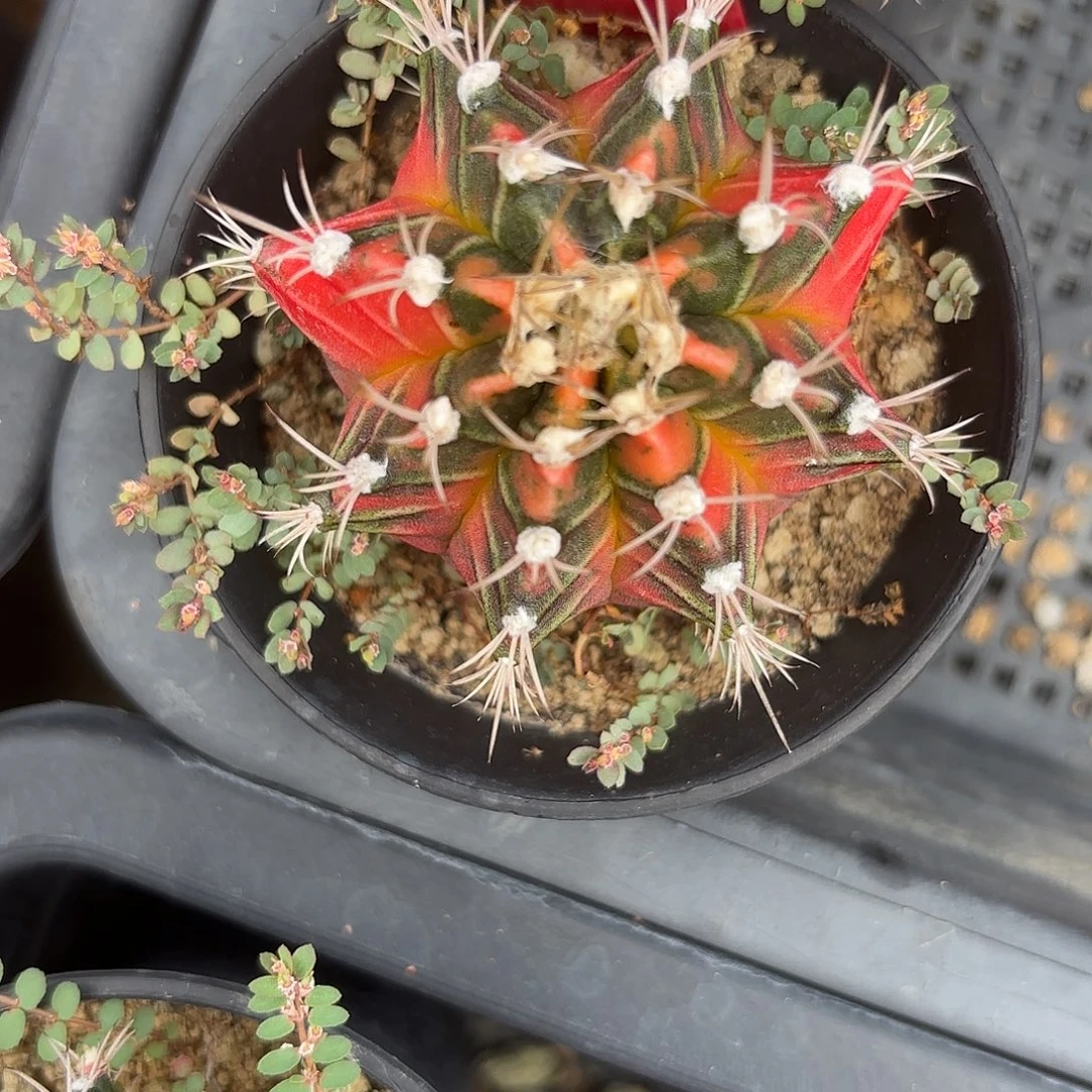 202-1020泰国发货多肉福利价