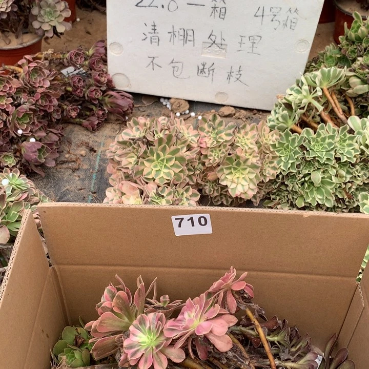 710三颗法师多肉
