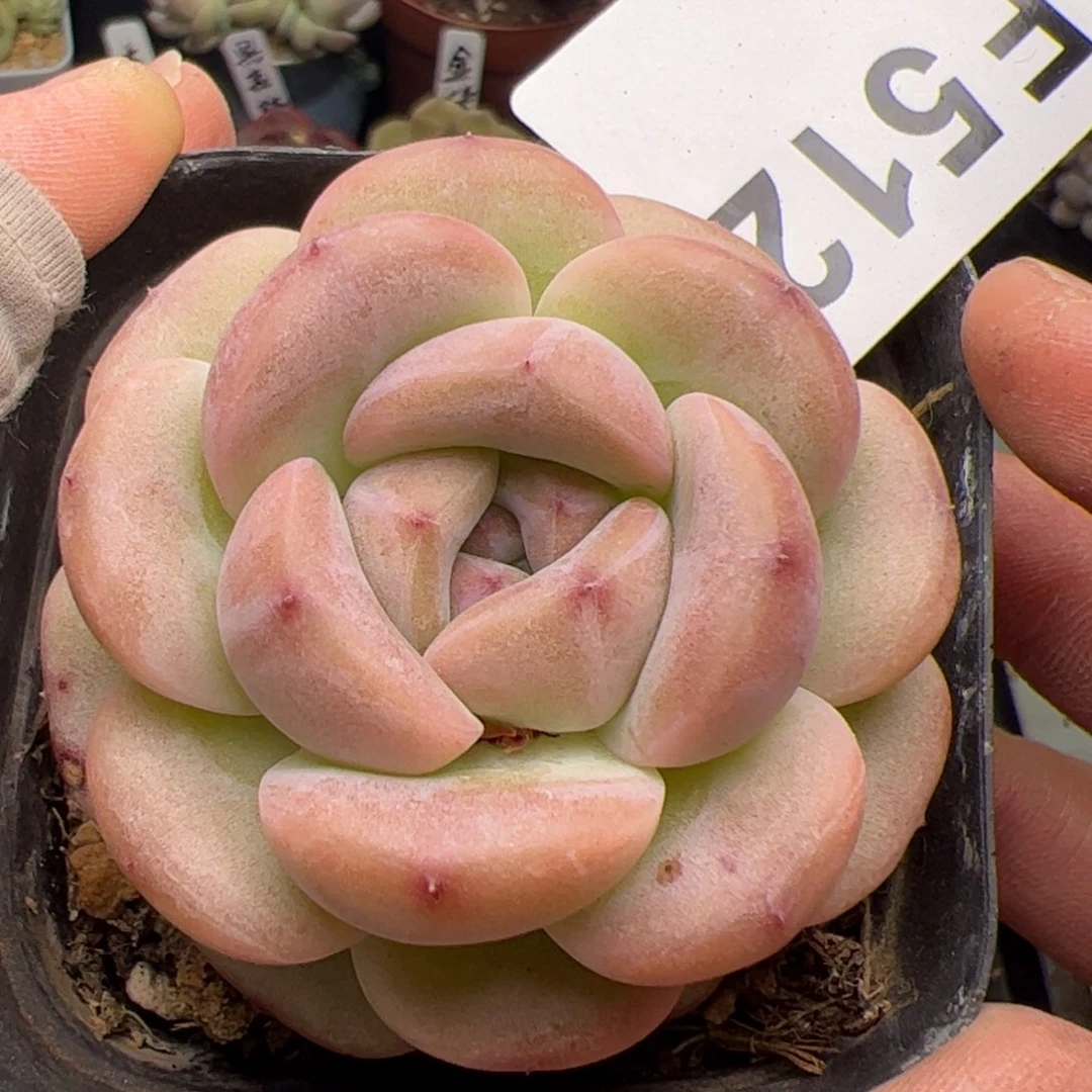 512 多肉植物组合盆栽