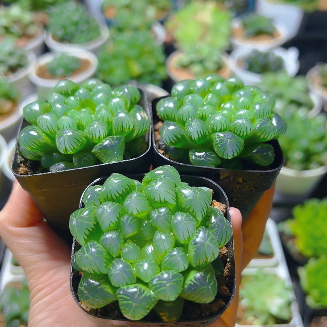 三盆糯肌玉露多肉多肉