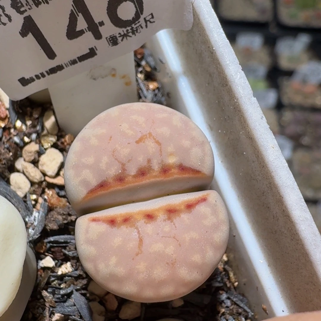 zzzz生石花肉锥146