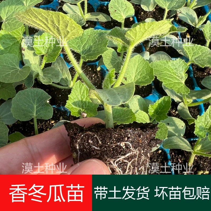 芋香小冬瓜秧苗杂交粉糯冬瓜种苗春秋四季阳台南方冬瓜盅蔬菜苗