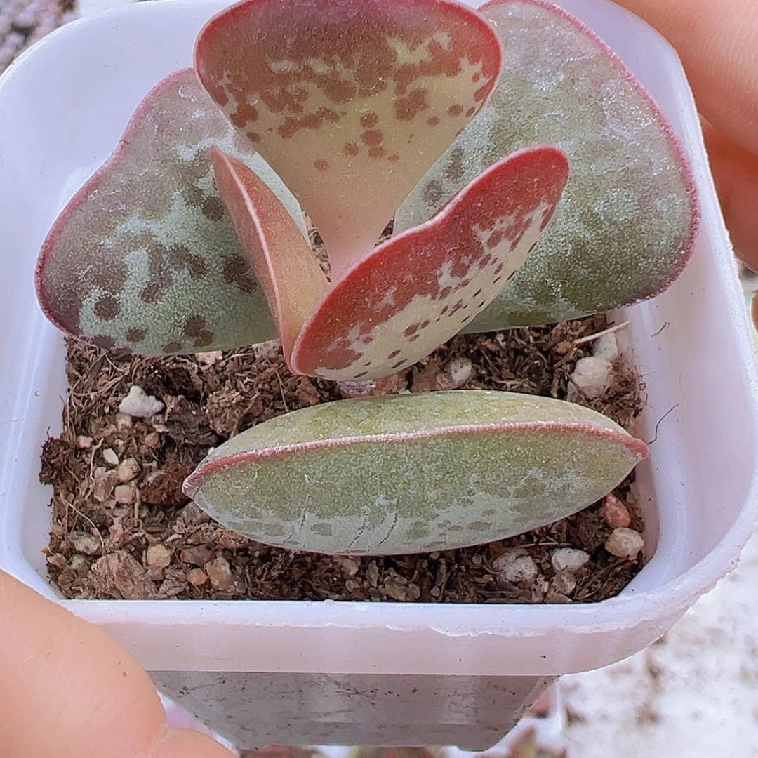 爱心水泡19包邮多肉