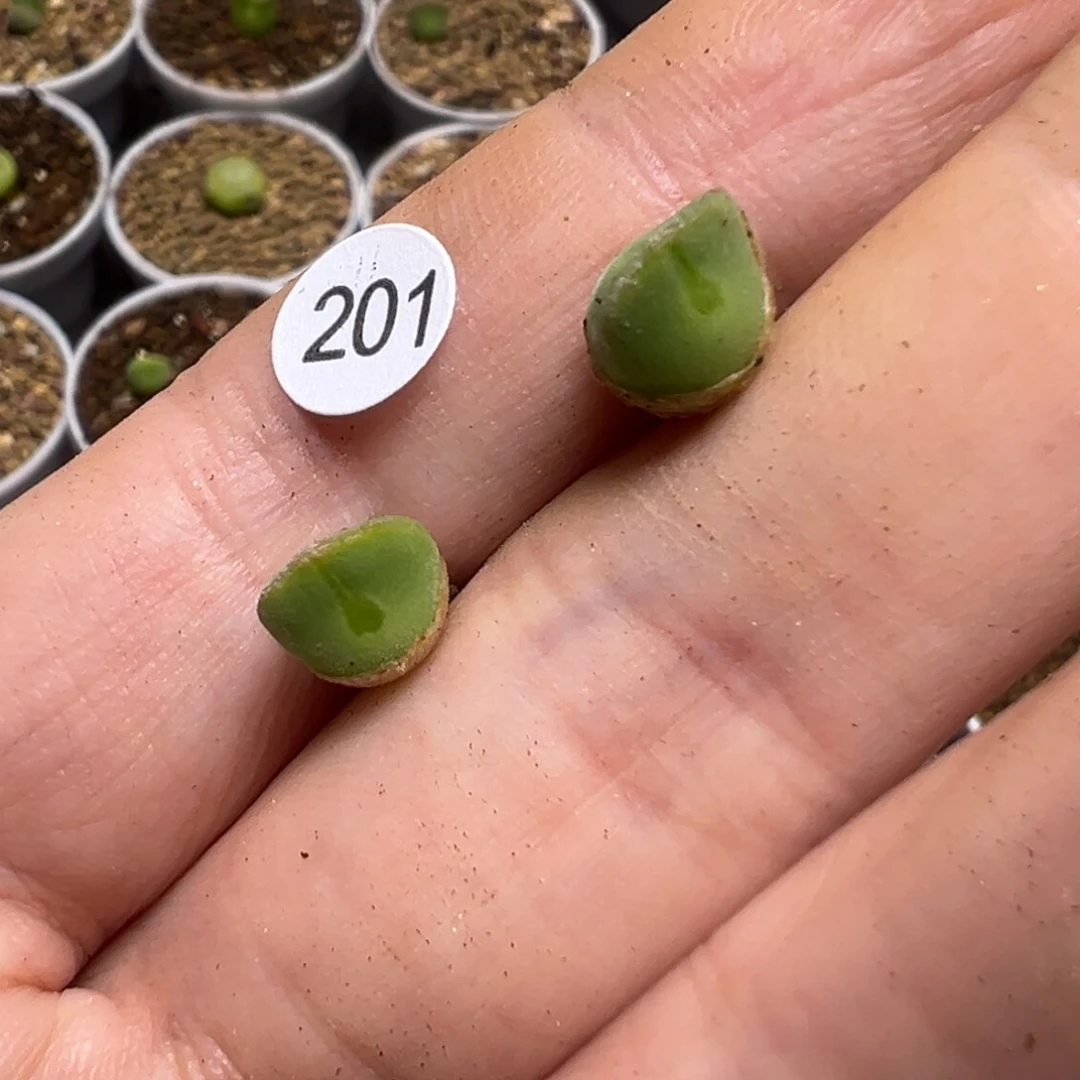 叮**叮空蝉两颗脱土201