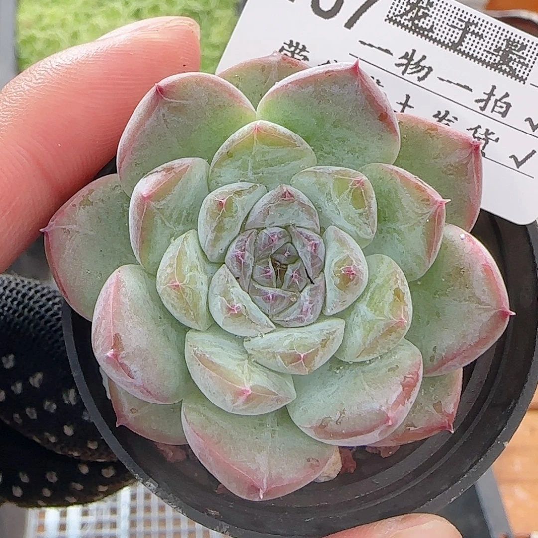 多肉0806-167福利福利