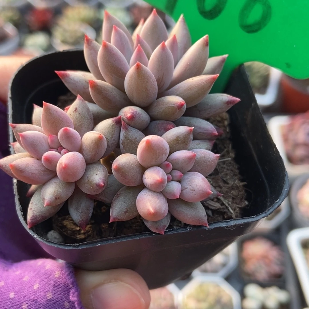 766虞美人多肉植物