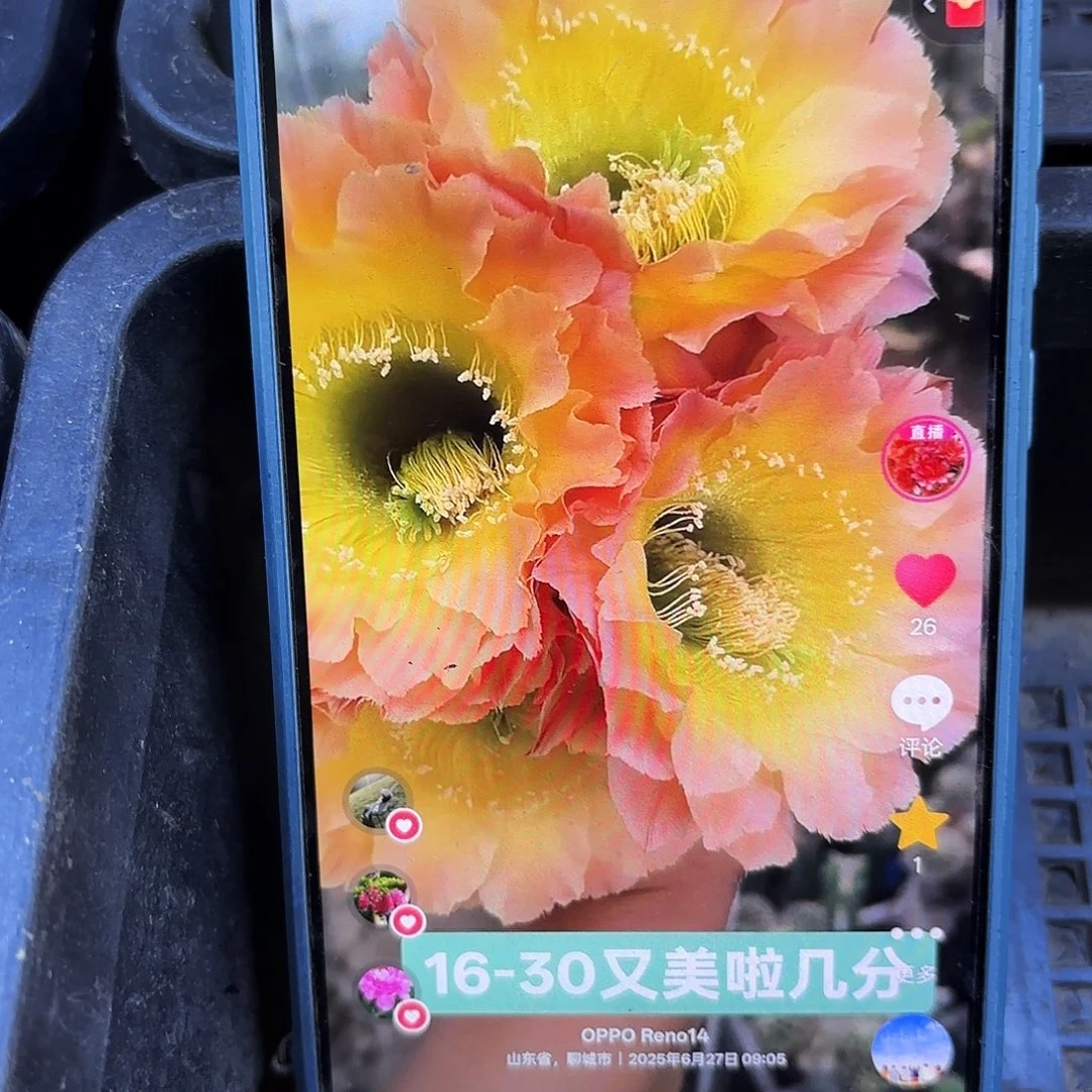 16-30无根侧牙四公分歪48
