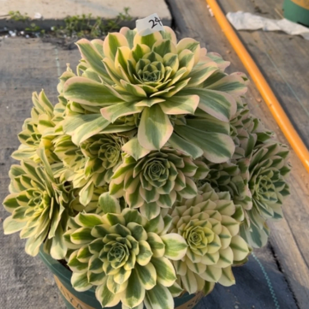 【闪购商品】24迈巴赫多肉法师