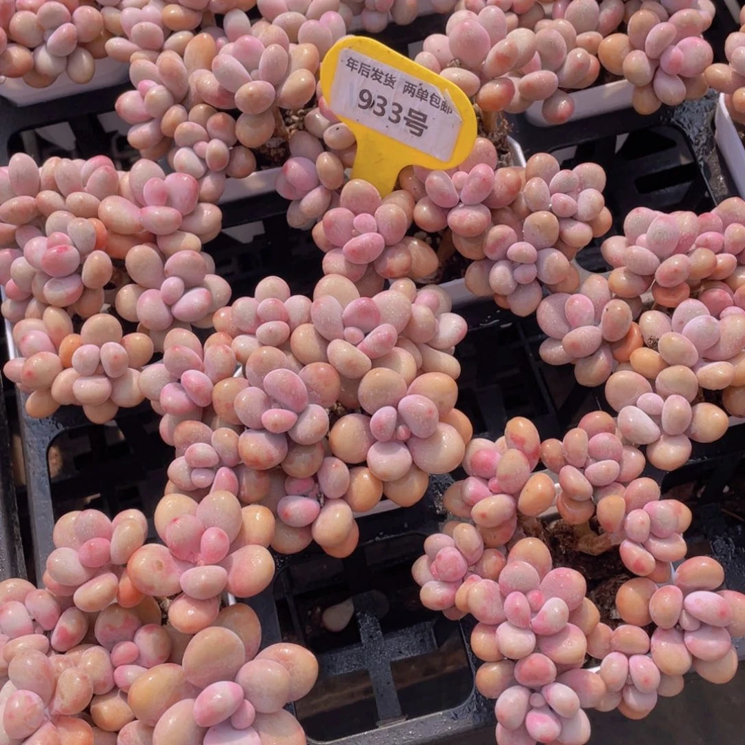 933号老桩丸叶粉桃蛋八头起一个拼盘