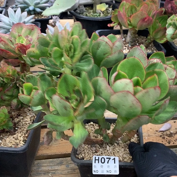 红菱缀化  非偏远38包邮节后发货请联系
