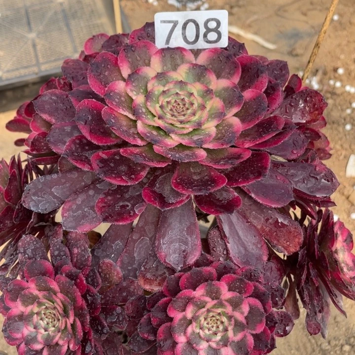 708多肉植物红金刚