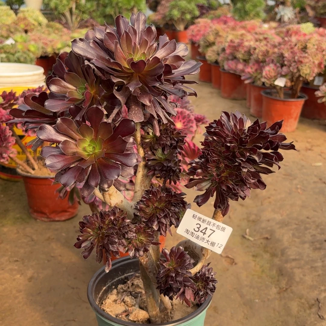 347黑法师缀化多肉植物