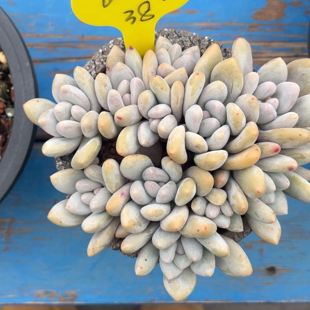 屿奶酪体香水群生一个38