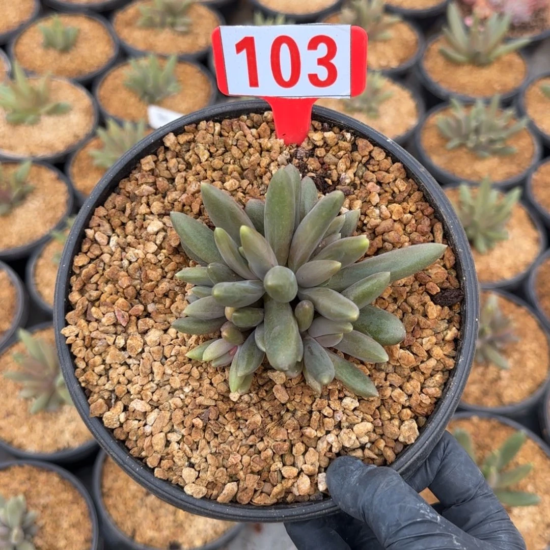 薯条。   103号。