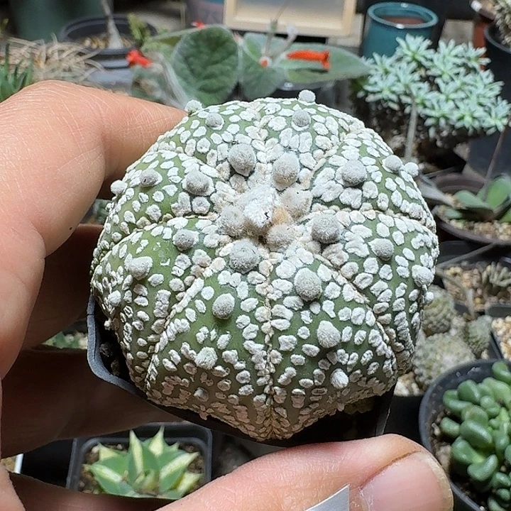 228超兜带盆发货实生