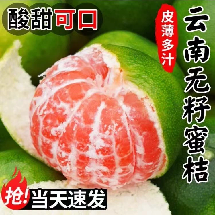 S【次日达顺丰】新鲜蜜桔现摘云南青皮无籽柑橘子酸甜孕妇当季水果云南省