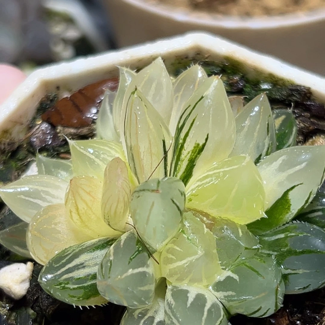 恭喜发财大吉大利877