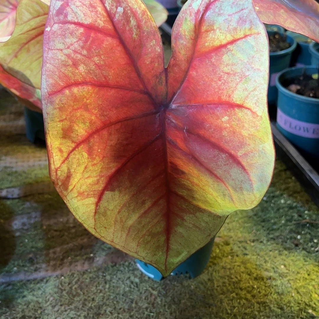 无花朵大球桃核泰彩57