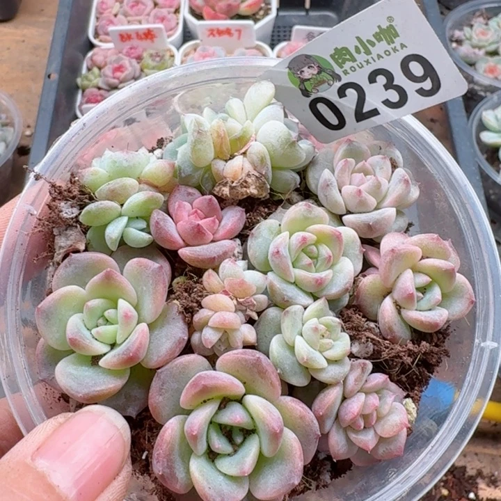 多肉植物多肉植物