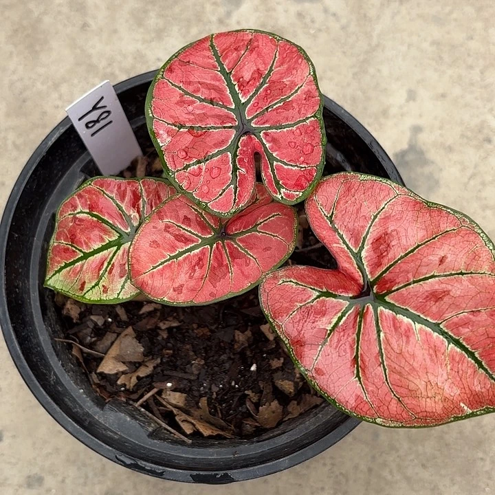 81-0221呀哈哈彩叶芋广东现货