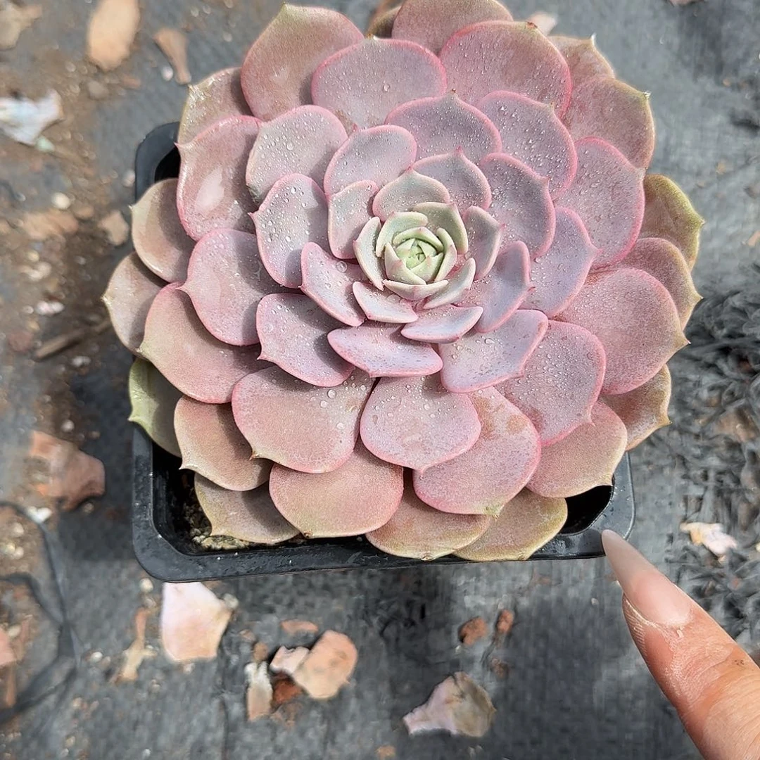单头粉蝶多肉植物精品