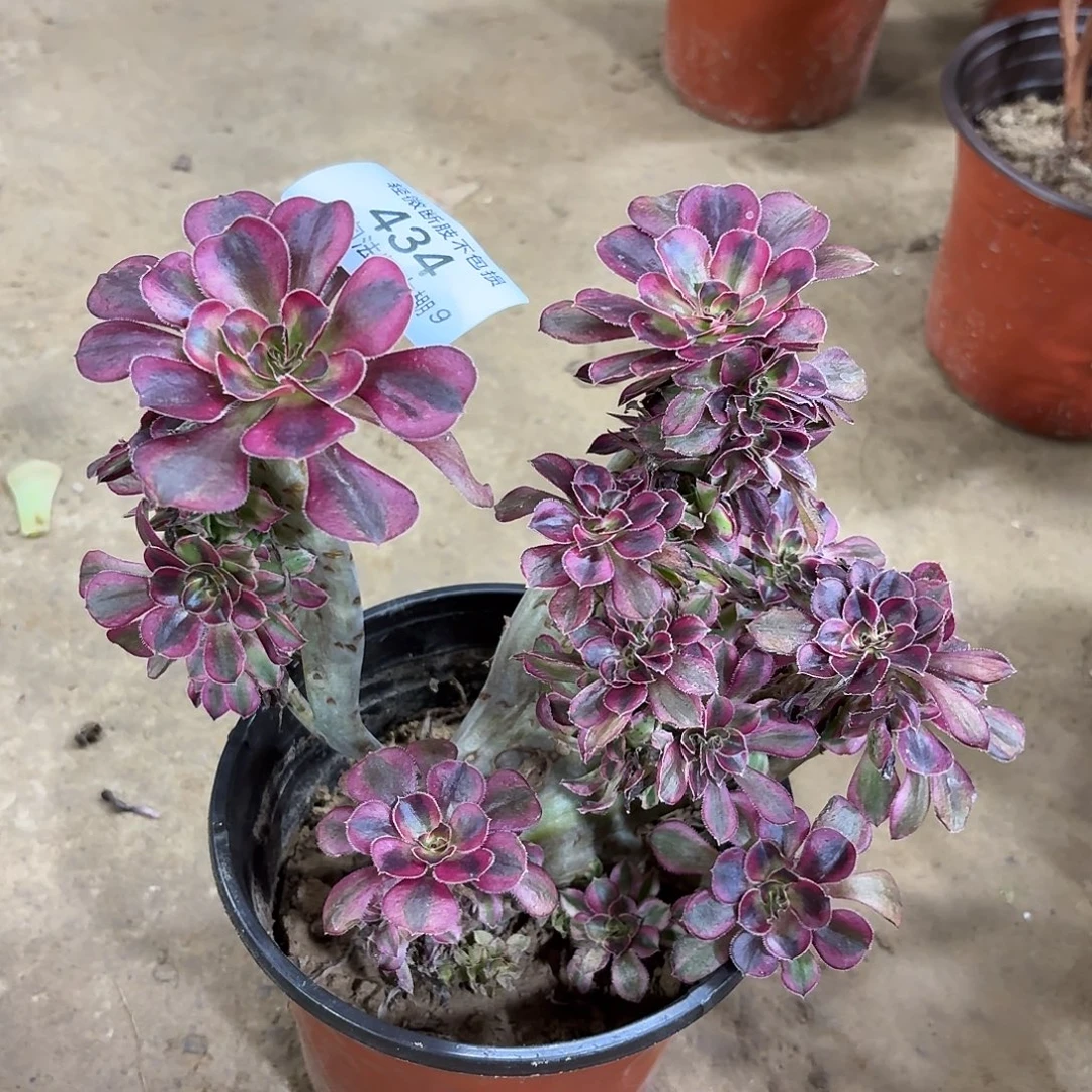 434香奈儿缀化多肉植物