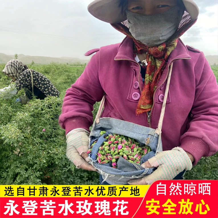 甘肃苦水玫瑰花 兰州永登苦水玫瑰