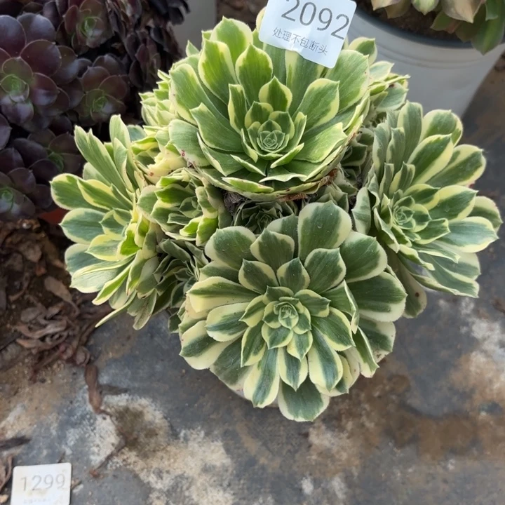 迈巴赫多肉处理不包断头2092