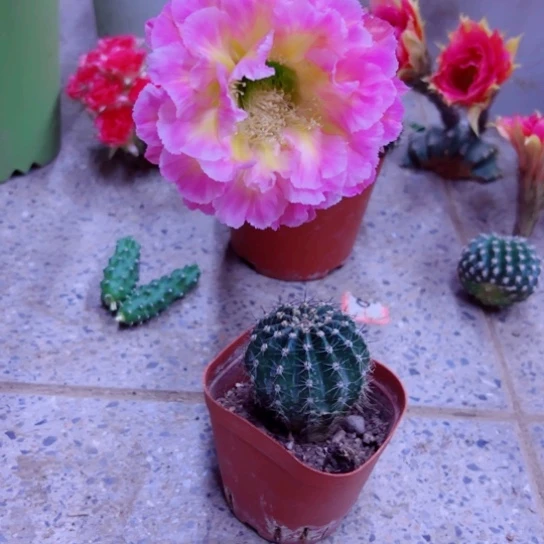 下1彩草新萤火虫歪根3一4公分左右脱土发货20包邮