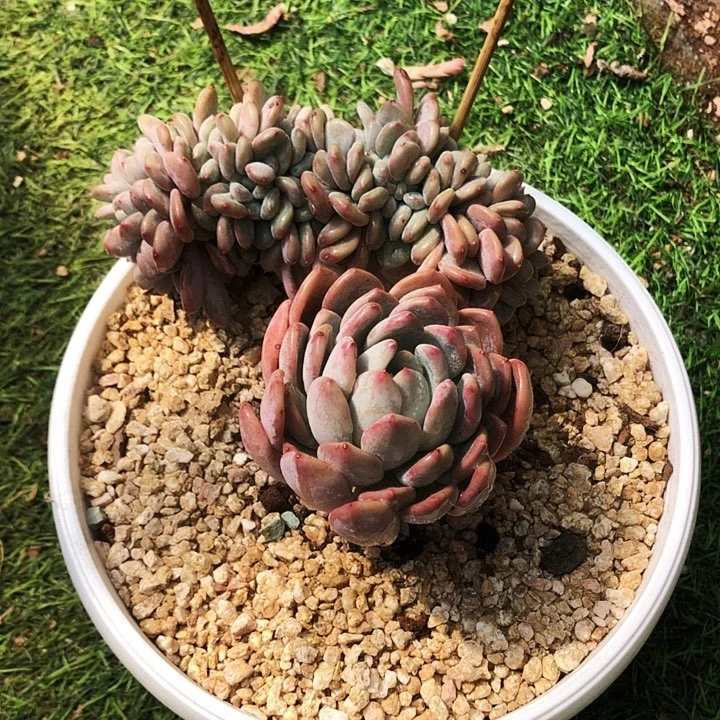 玛瑙缀化多肉植物