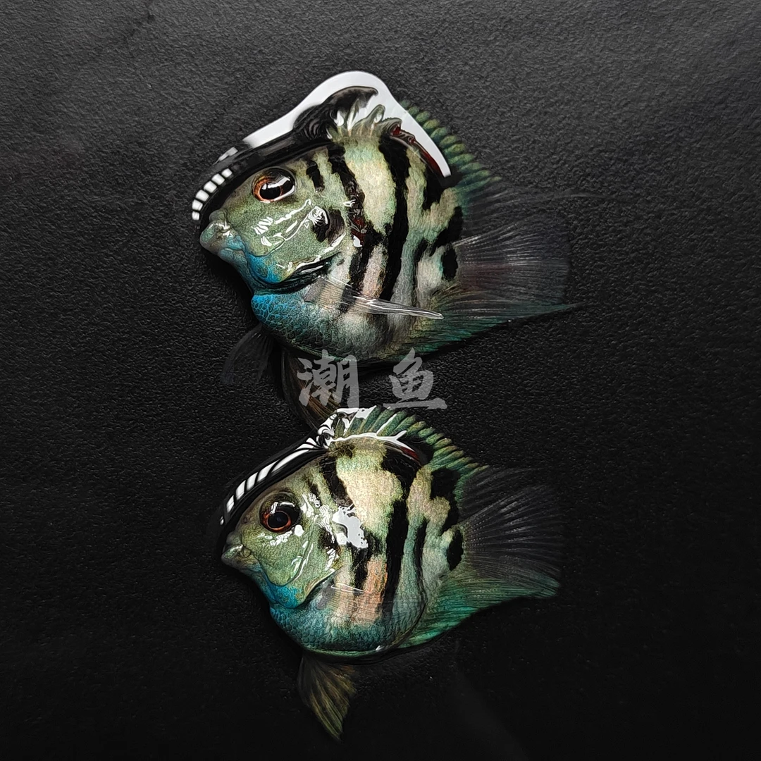 桃心缩尾台系高背宝蓝白金胭脂粉鹦鹉鱼摩卡桃心迷你鹦鹉鱼