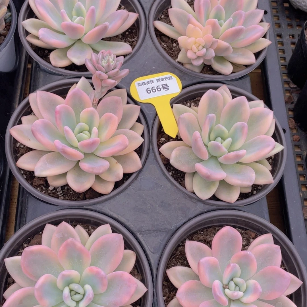 666号 奥普琳娜锦母本一个