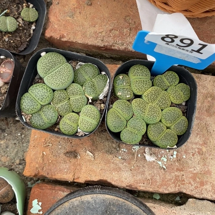 l***a生石花等植物的生长891