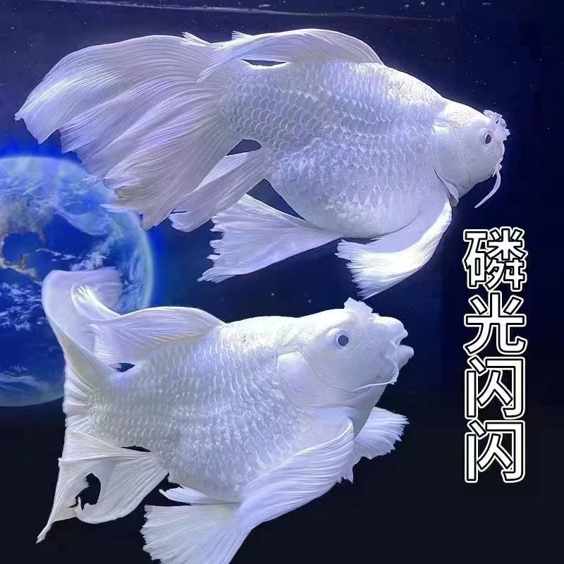 正宗台系狮子头蝴蝶鲤石膏白白短球体观赏鱼好养耐活