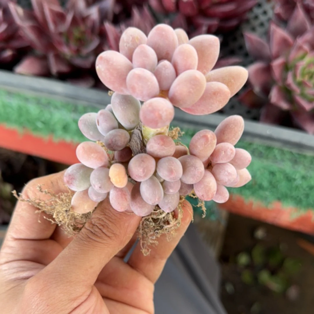 多种颜色汤圆多肉植物冬季观赏净化空气好养盆栽
