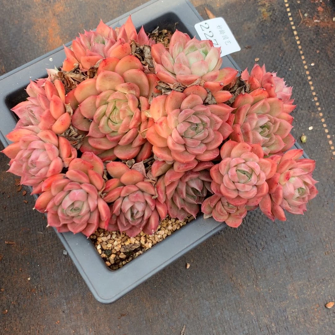 2270杂交精品基地17冠