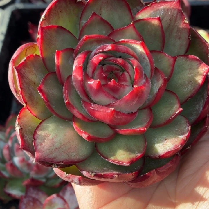 冰***冰多肉植物惊鸿仙子