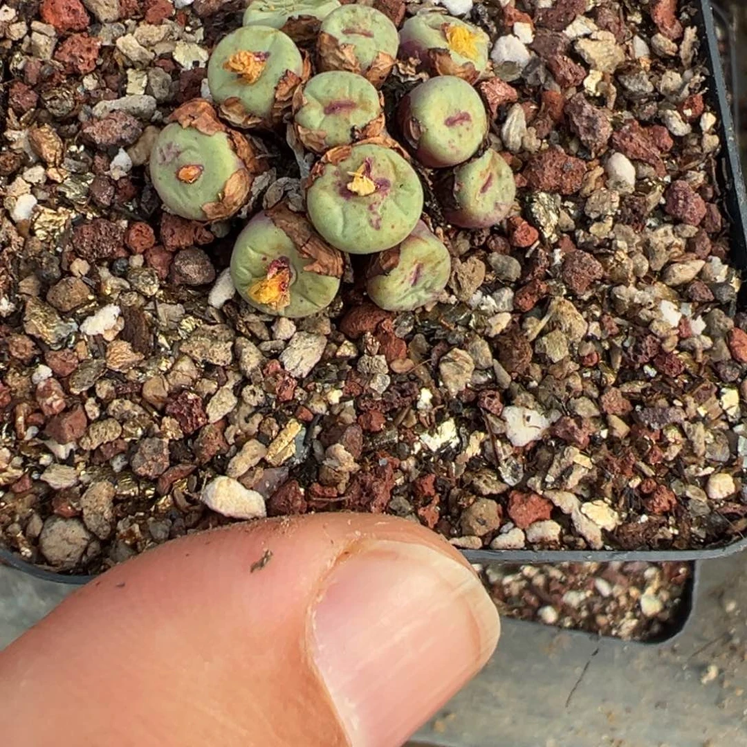 ᐝ***࿐14-187肉锥多肉植物，