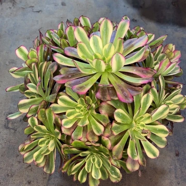 舞天姬多肉植物5。