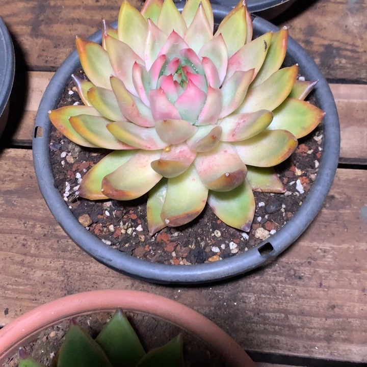 美肉特价活动开始啦