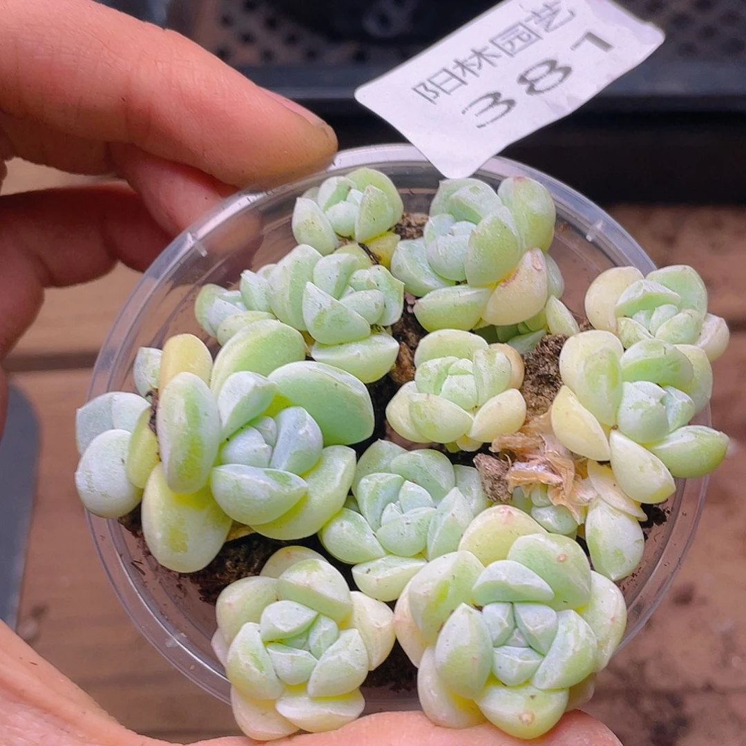 多肉植物多肉植物381