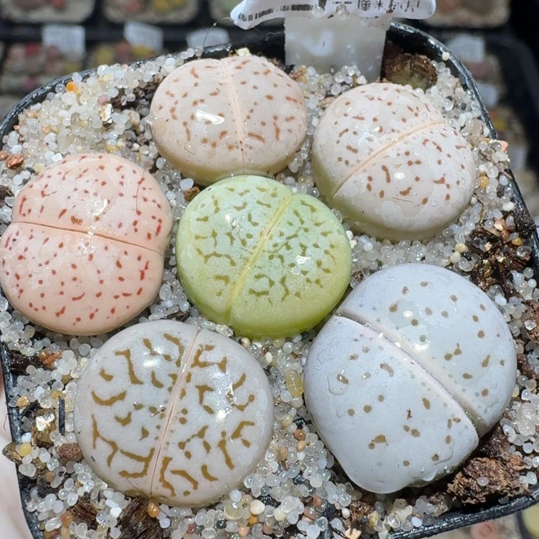 zzz好可爱的生石花1597