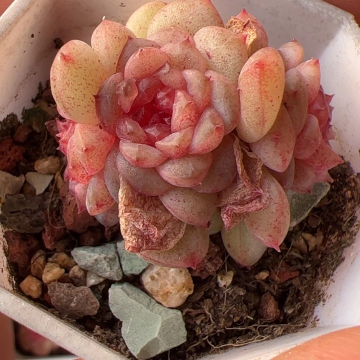 一物一拍精品糖心，尺寸不大介意勿拍