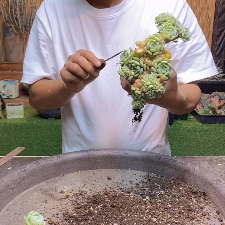 胡****904 号白胖子多肉植物