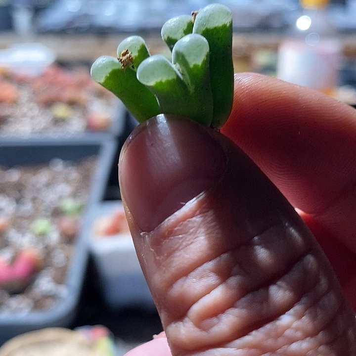22363。    三头骚粉。