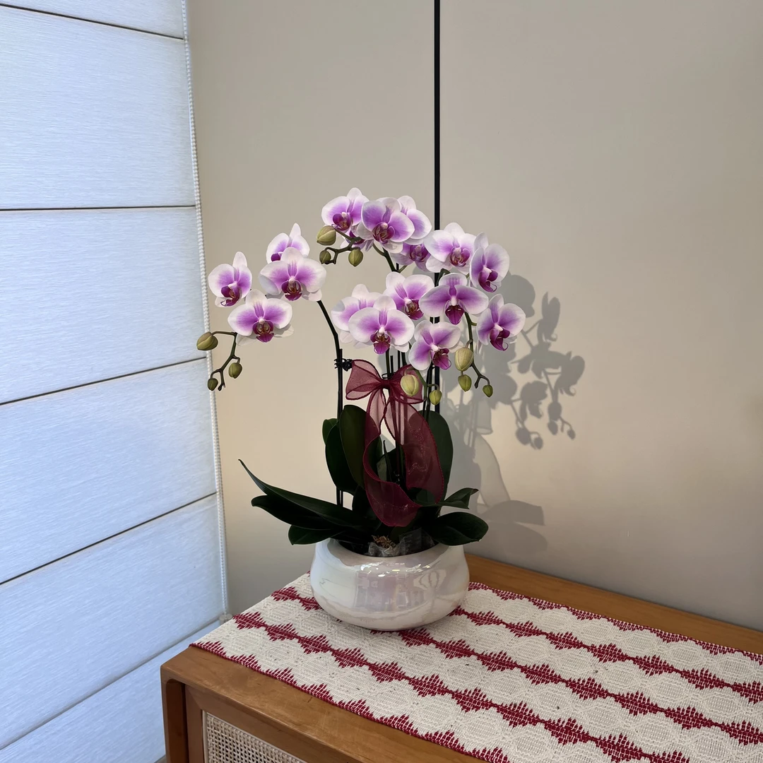 【粉钻】粉白色系中花型蝴蝶兰 源头基地